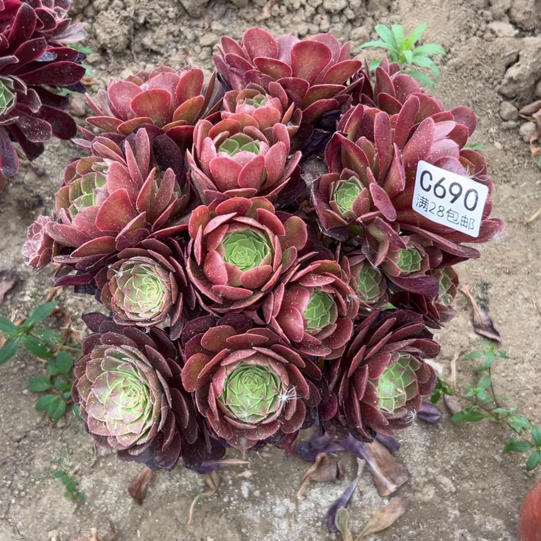 690多肉  万圣节