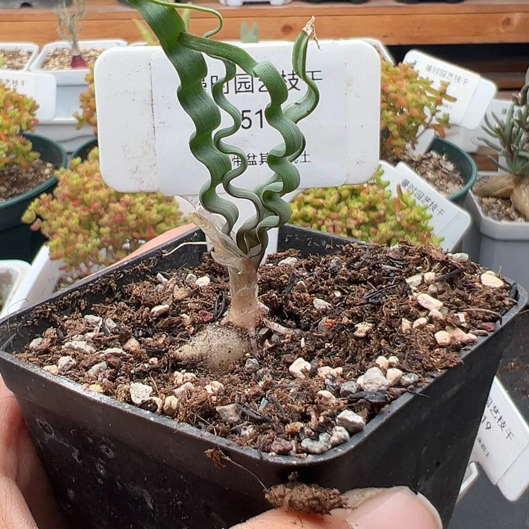 514号海带弹12.10多肉