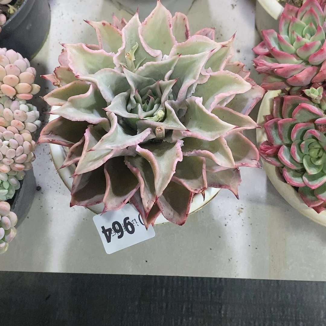 小*964饺子皮多肉植物
