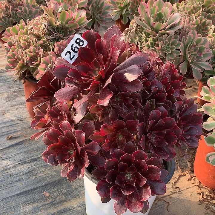 不周正蒙娜丽莎268