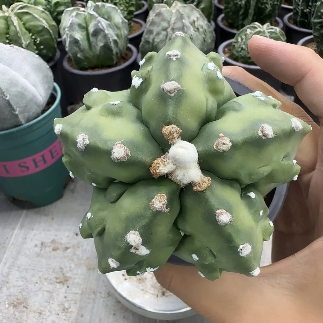 核桃鸾凤玉实生根056