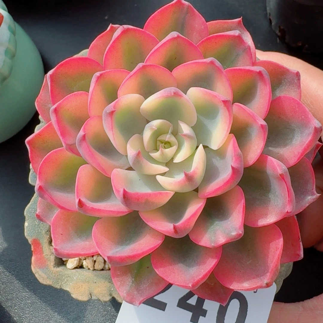 孤品锦      愿你一路坦途，乘风破浪展宏图