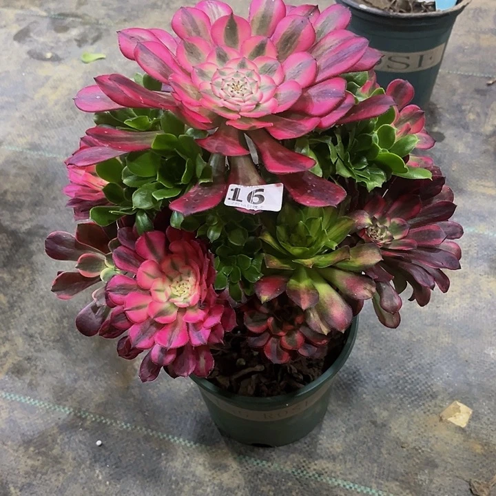 嫁接法师的166666