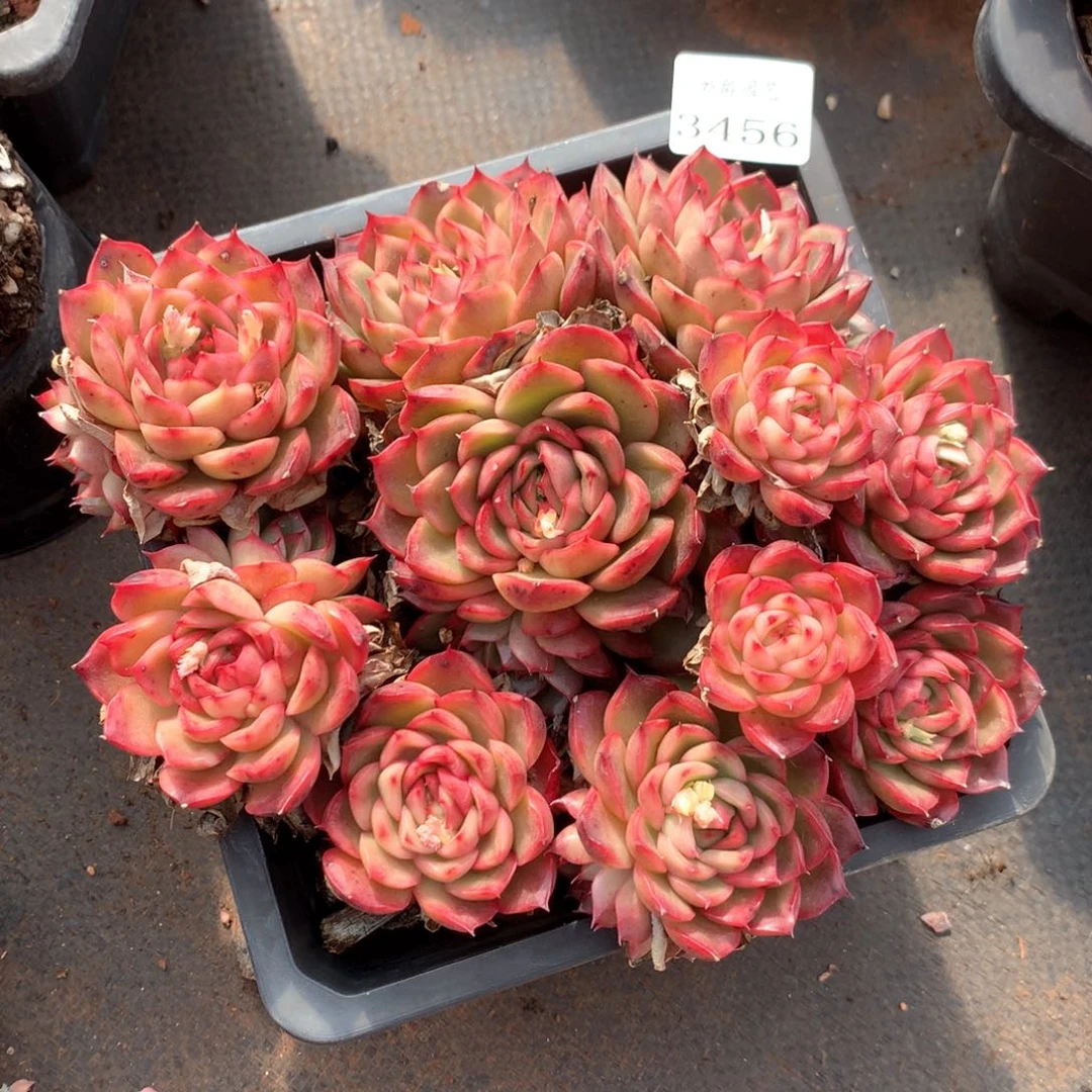 3456杂交多肉植物基地