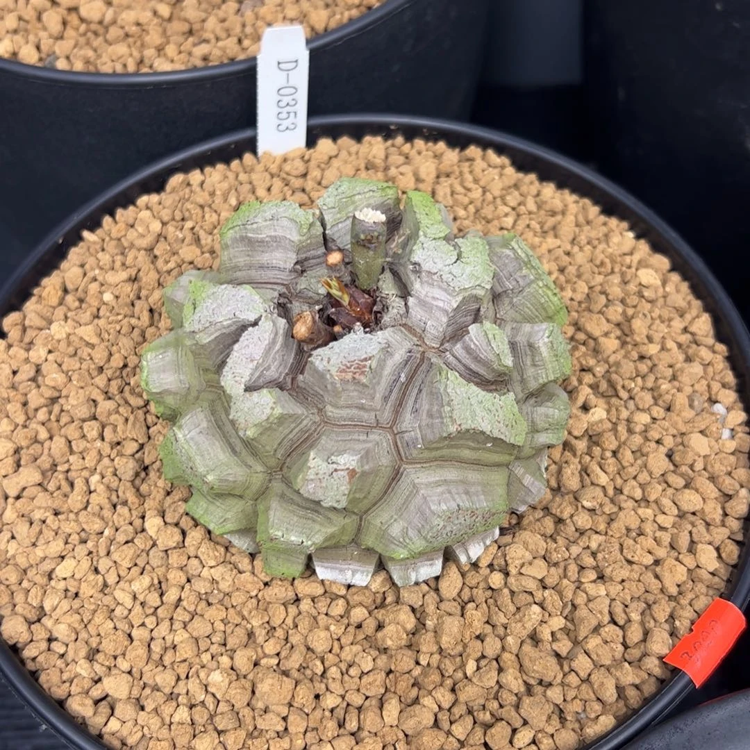 精品盆栽养定的龟甲龙0353号