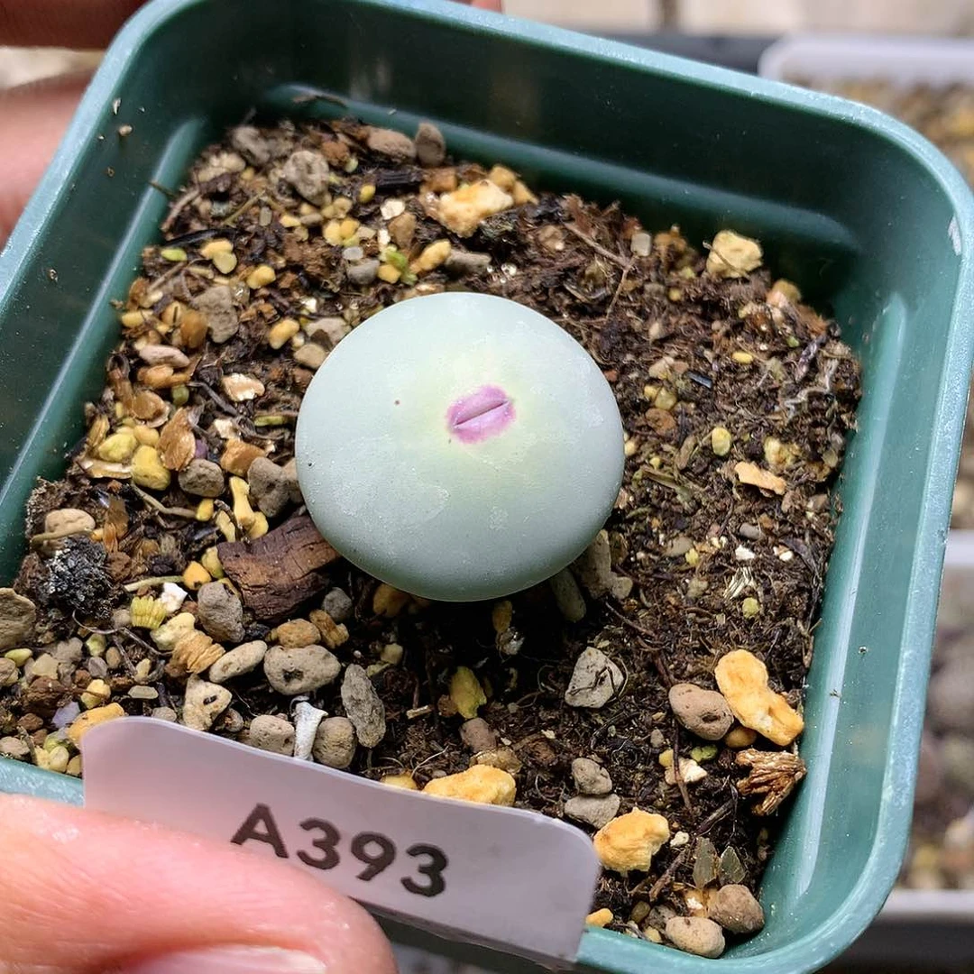 呆*鹅A393多肉植物保护