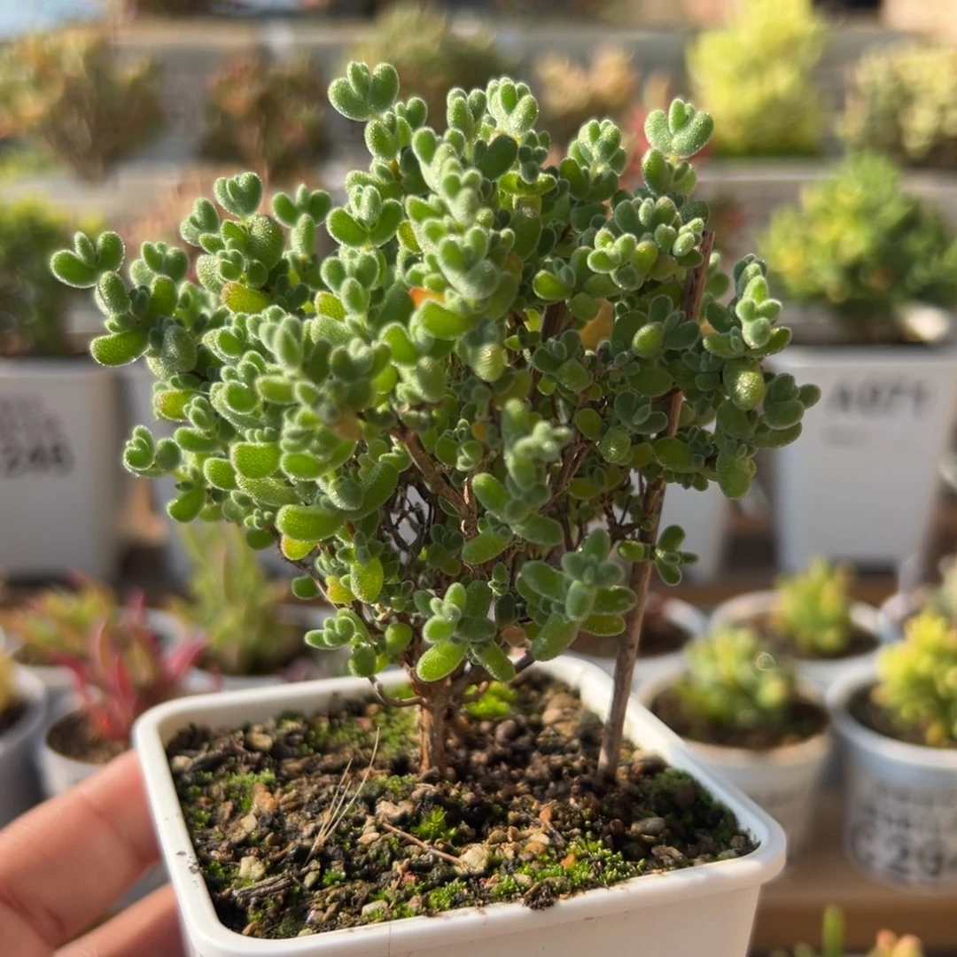 21-548莱斯小树型七方盆