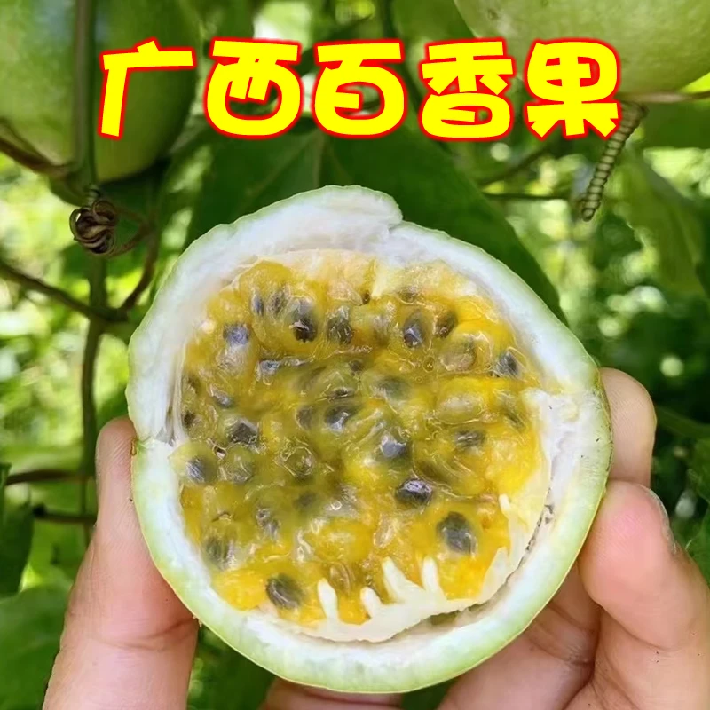 广西桂林高山百香果当季新鲜钦蜜9号现摘现发香甜多汁富含维生素C