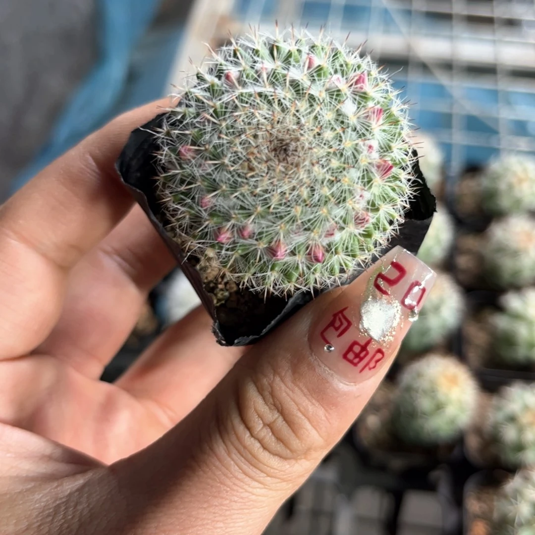 单头渔翁单头发货有根发货