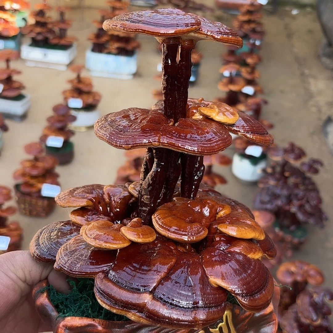 无花朵灵芝是我国著名植物