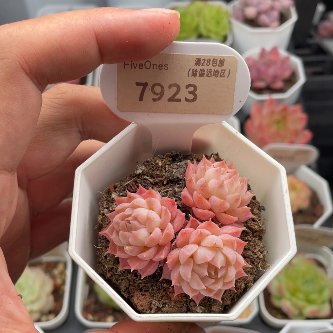 朱砂痣7923-5.5厘米