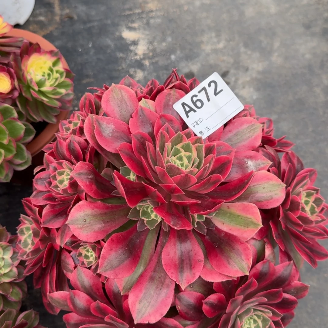 女妖多肉法师a672