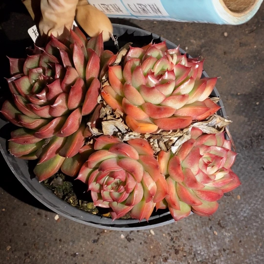 六***顺8967杂交精品多肉基地