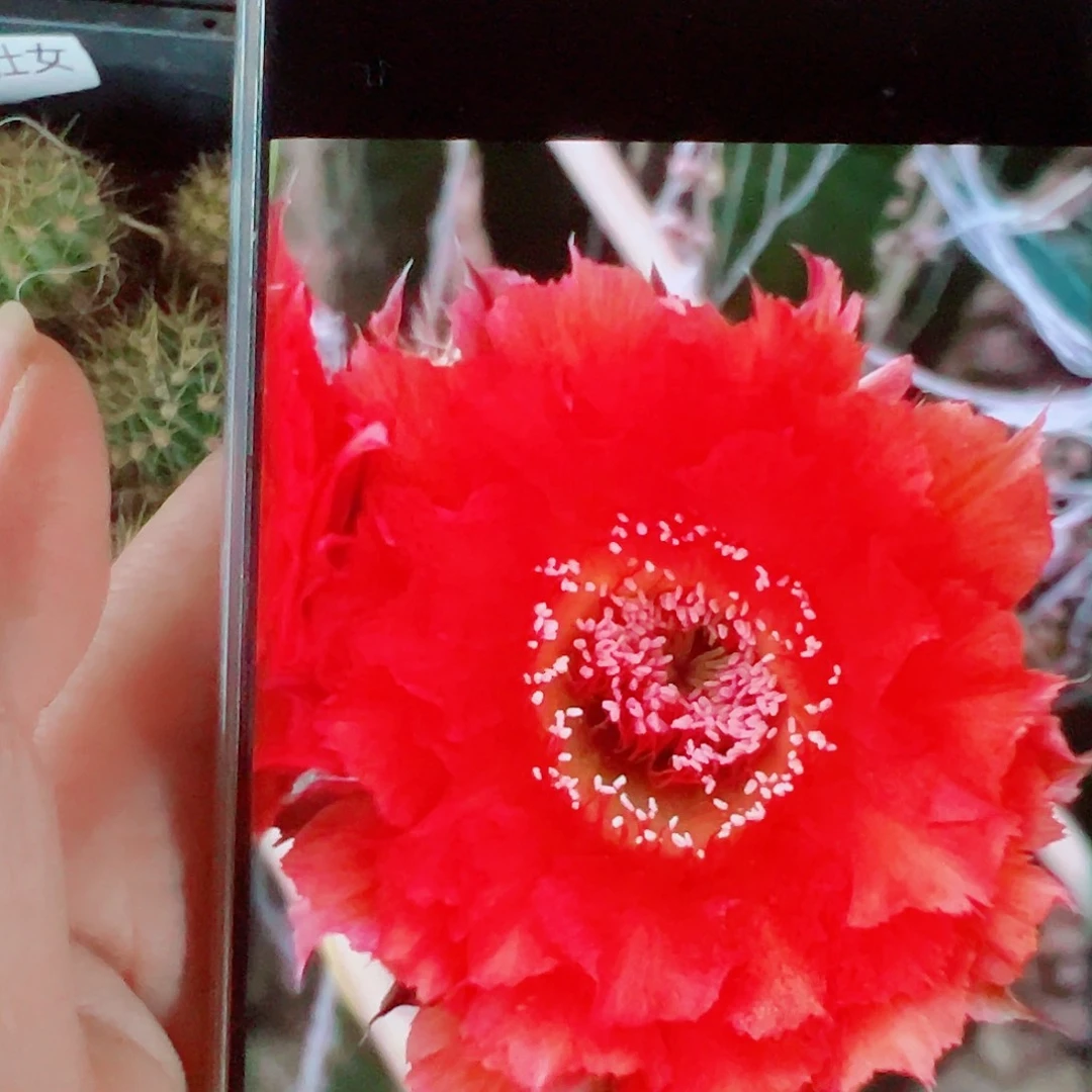 彩草九八侧芽 20 包邮