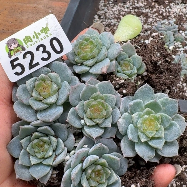 多肉植物多肉植物