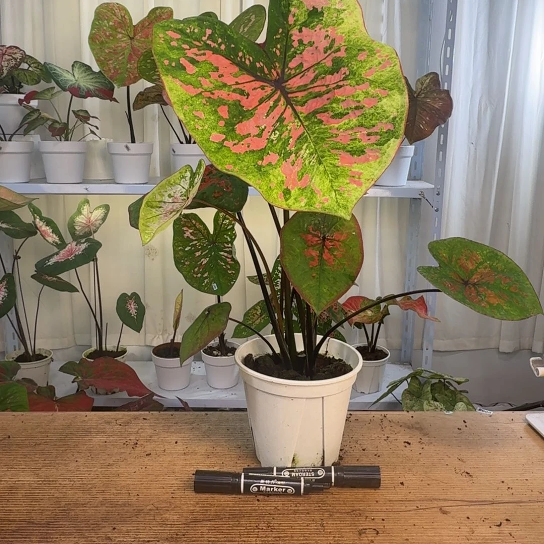 七***八无花朵覆盆子   1089