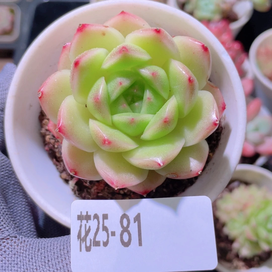 花利美25-81麦秆