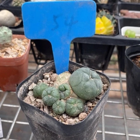 实生鱼群5仙人球