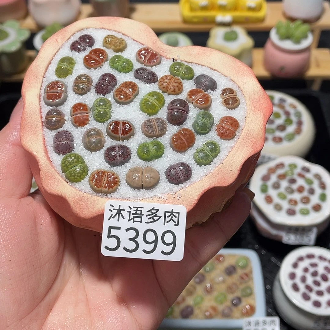 带盆土植物 一物一拍