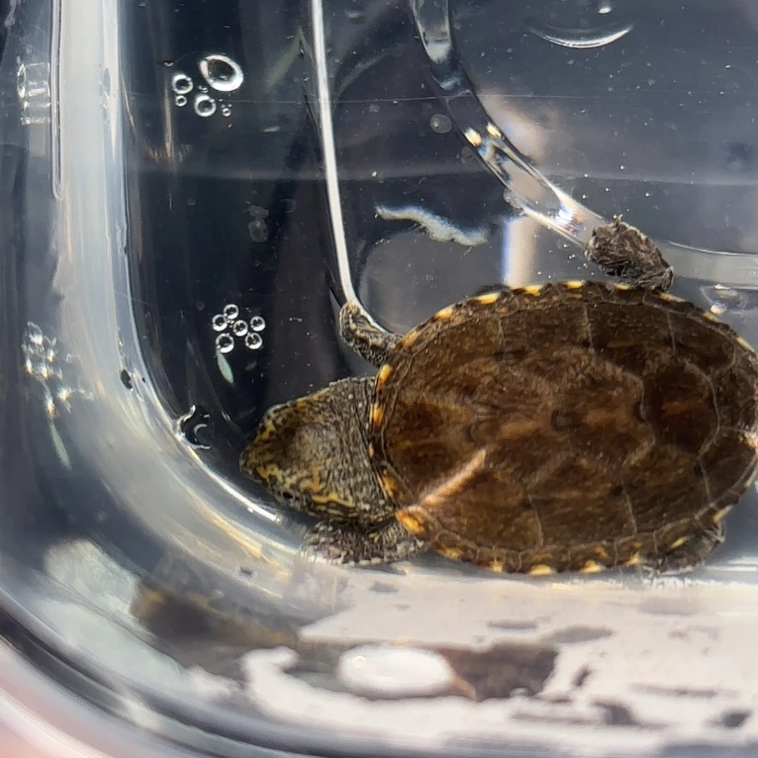 不分公母蛋龟A3全品粗满文瓦哈卡泥龟