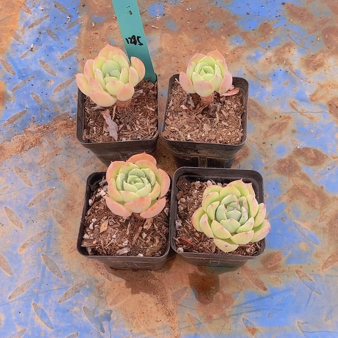 陌*1285多肉植物老桩