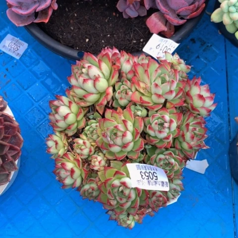 玉*?5053麦秆多肉