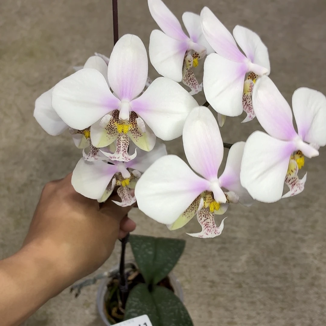 当前无花朵，栽培后可花朵A2241yss1198
