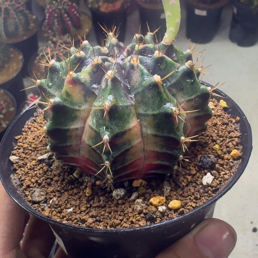 好看粉臀米哈锦9号