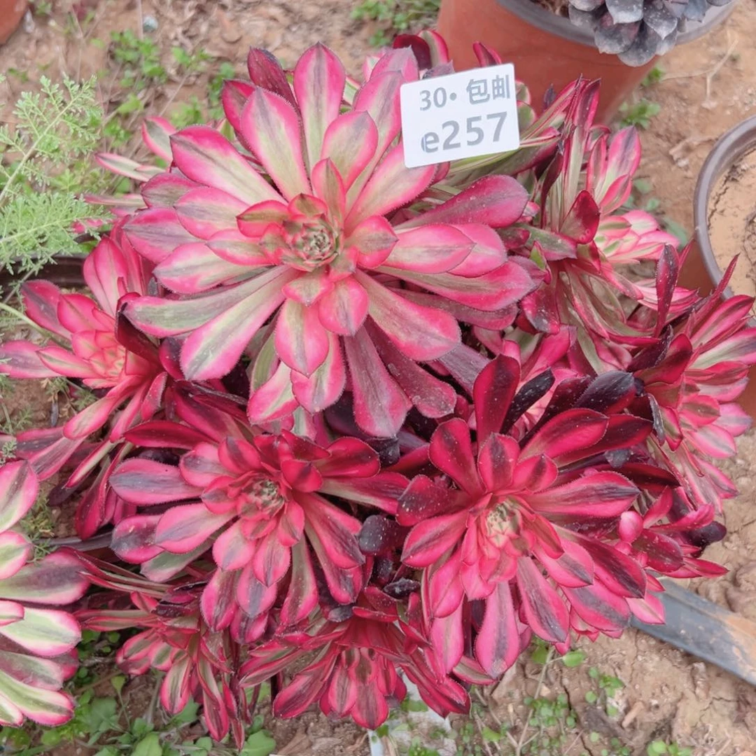 257红铜白多肉法师