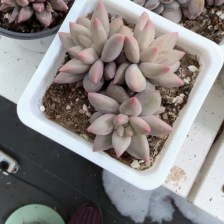 青蛙王子儿童牙膏111