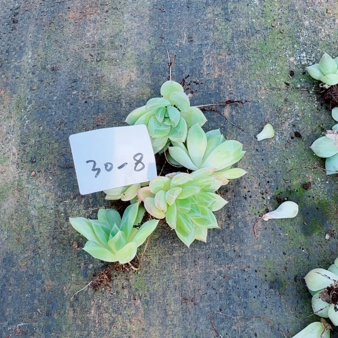 好珍妮苗子五颗量拍30-8