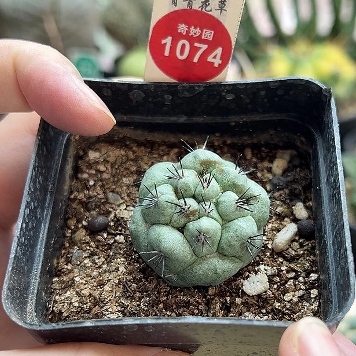 自根大尤帝王丸3.2cm