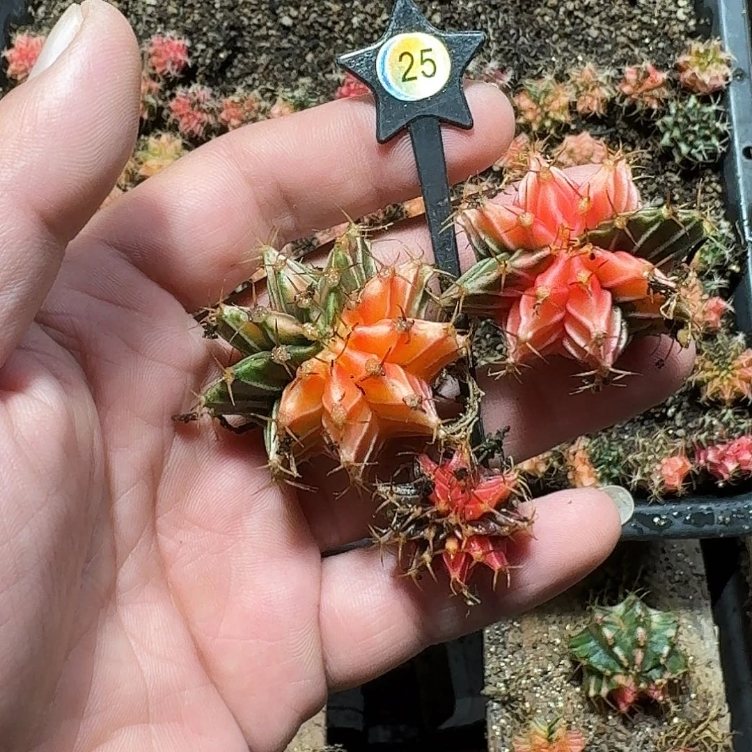 百***条米哈实生自然锦25
