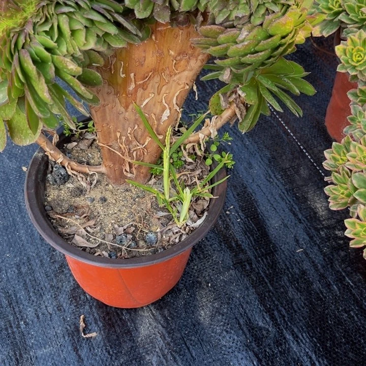 77多肉植物一物一拍