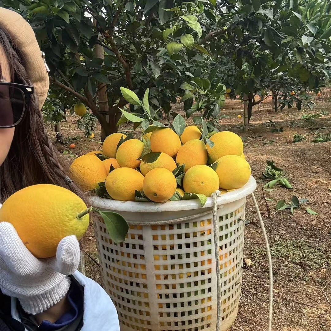 直播现货现发赣南脐橙10斤装大果 新鲜水果江西赣州脐橙现摘橙子