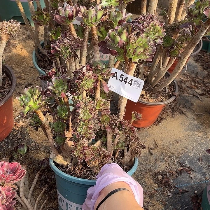 满28包邮544黑法师有砍