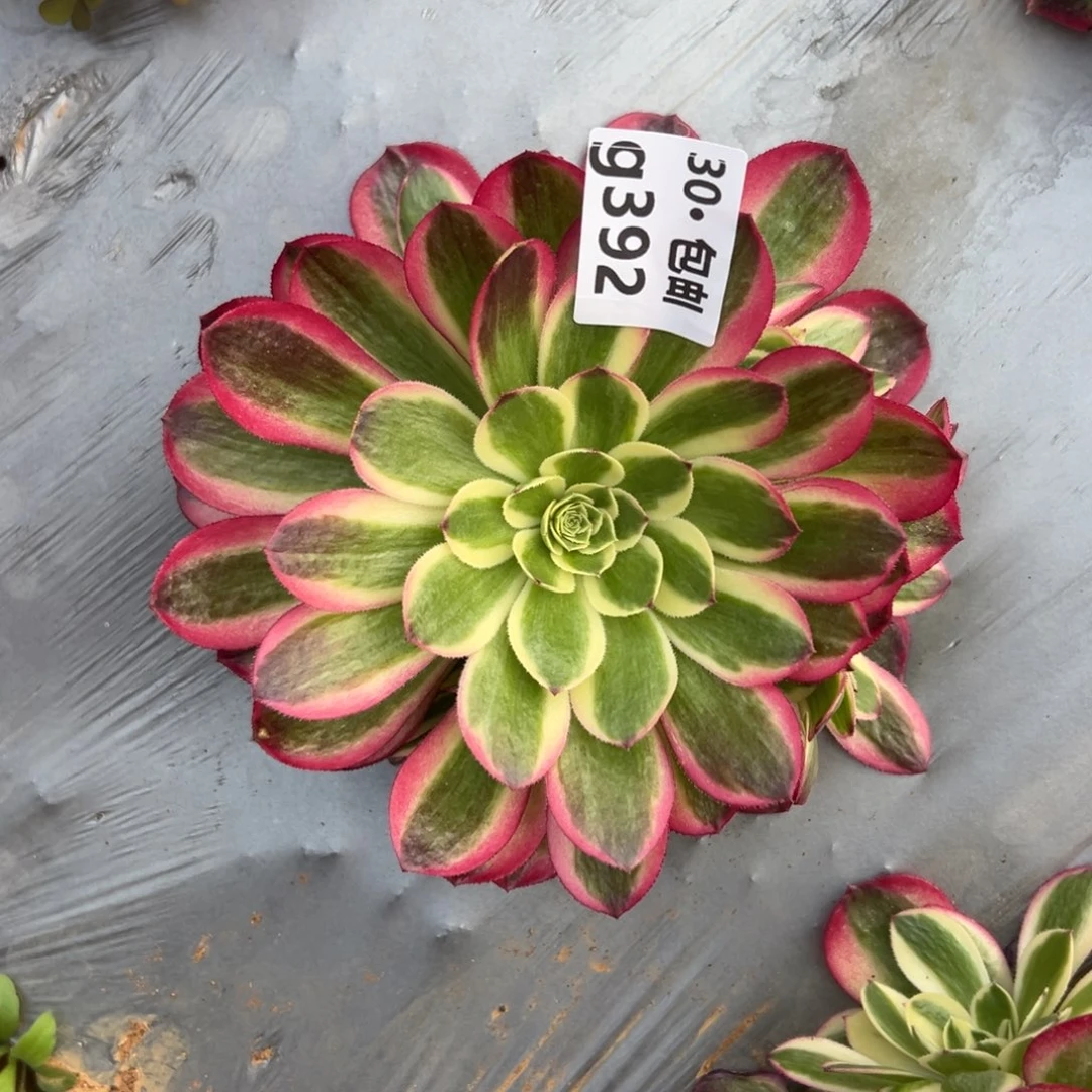 菲*392玉姿多肉法师