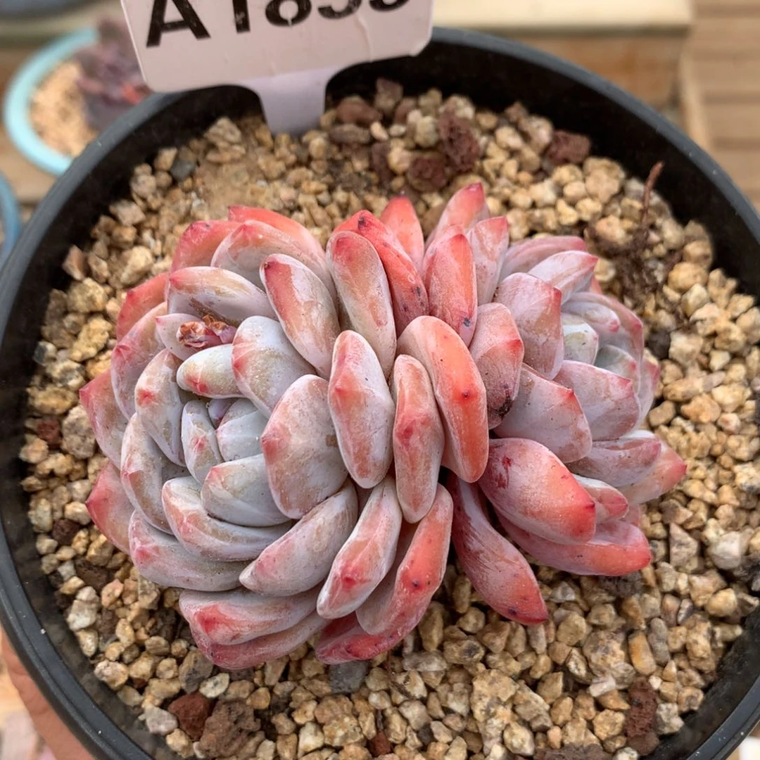 A1855 橙子粗腿老桩清仓