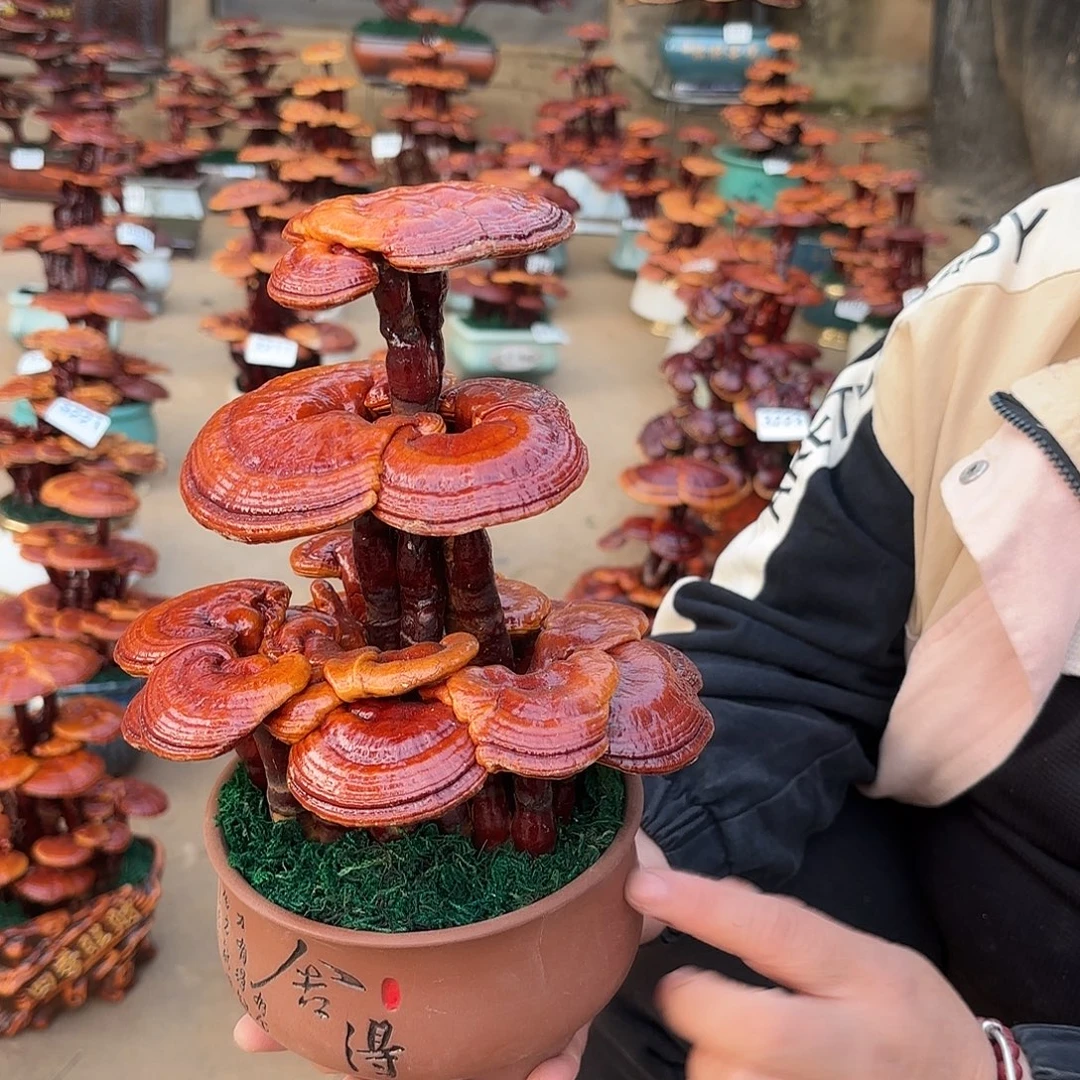 无花朵灵芝1223344556