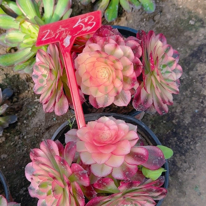 2-53倾城多肉法师