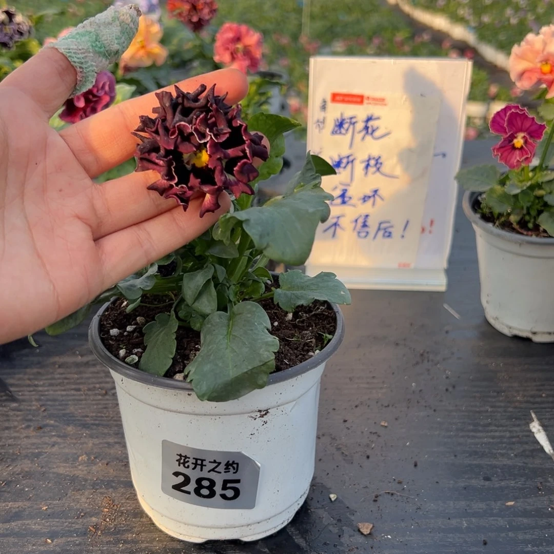 少量花朵（建议范围：2朵-5朵 或40%以下）285号