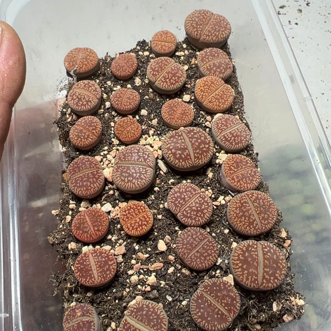 【闪购商品】 768。