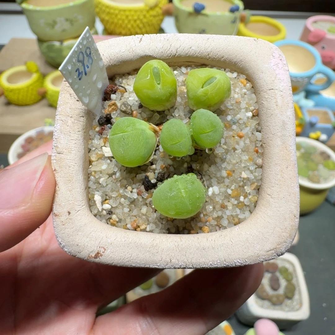 蘑菇294短毛翠滴短毛