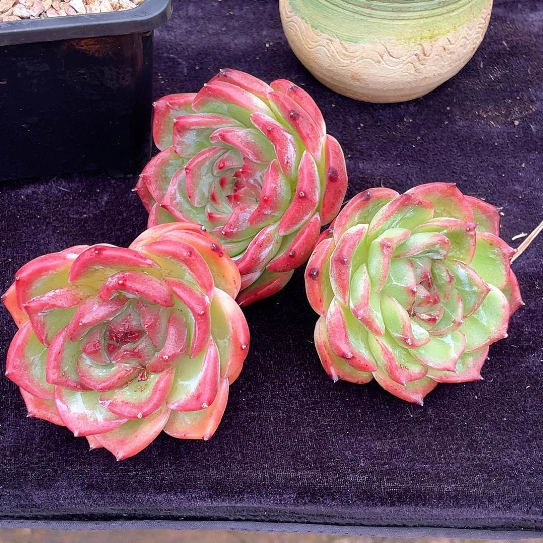 多肉植物一物一拍