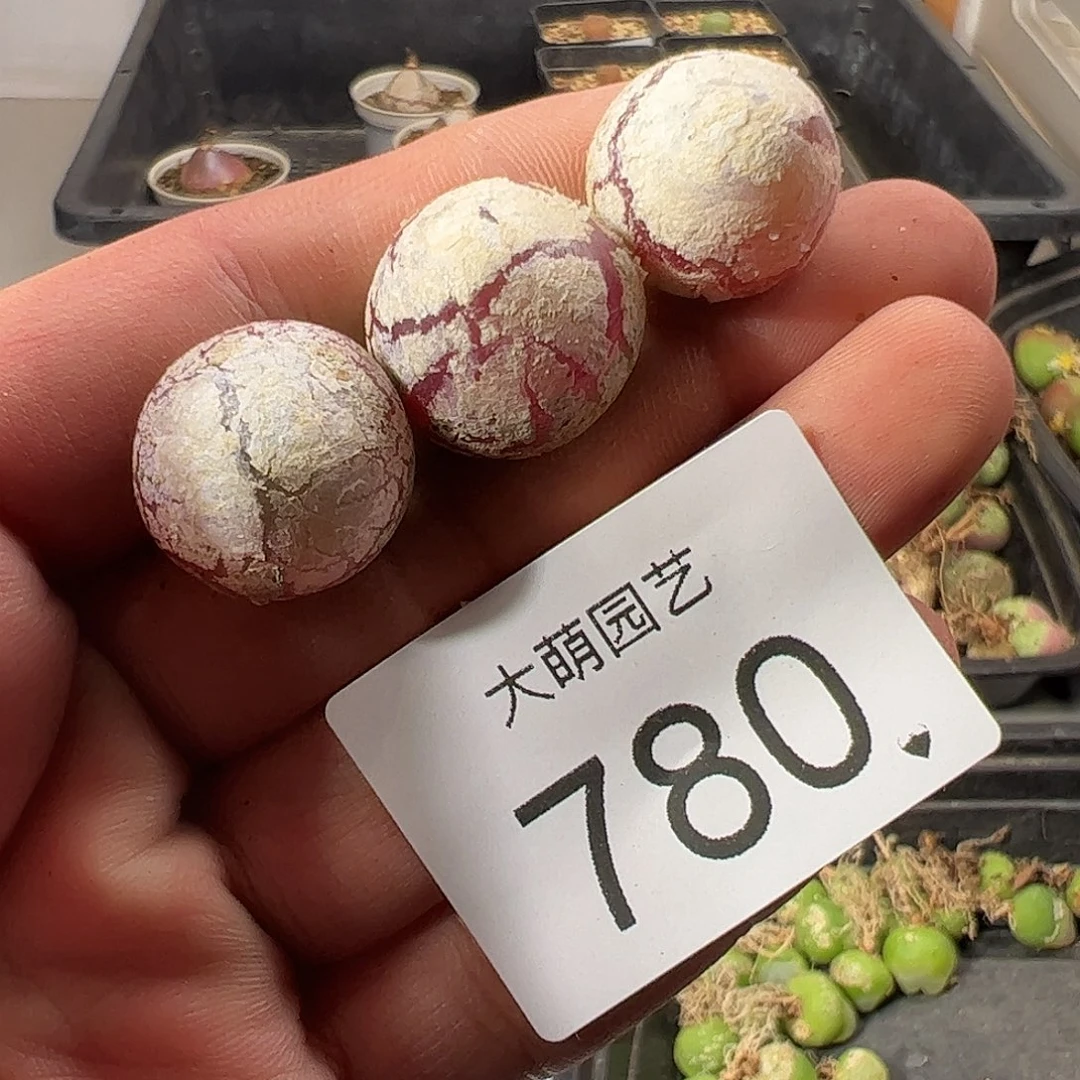 一物一拍。         780