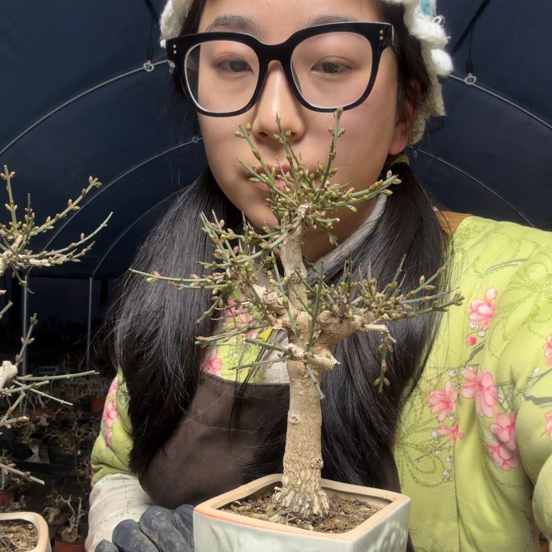 李*火迎春花盆景盆栽