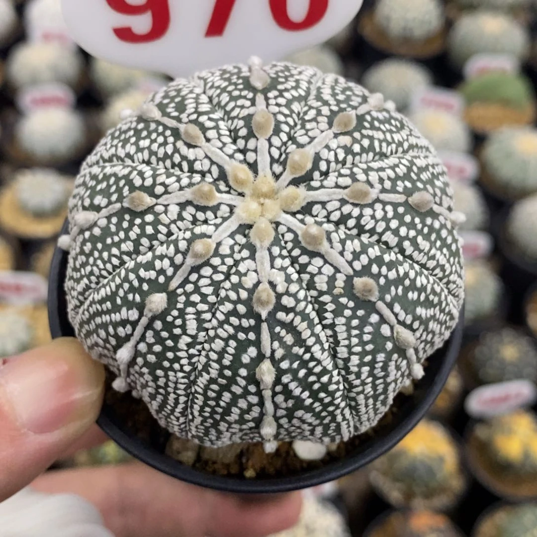 970海星连线山川奇迹兜