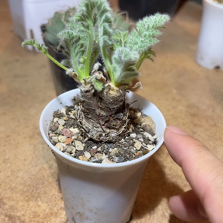 无花朵羽叶洋葵块根