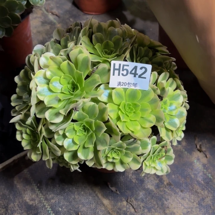 瑞妈多肉园艺542绿豆沙