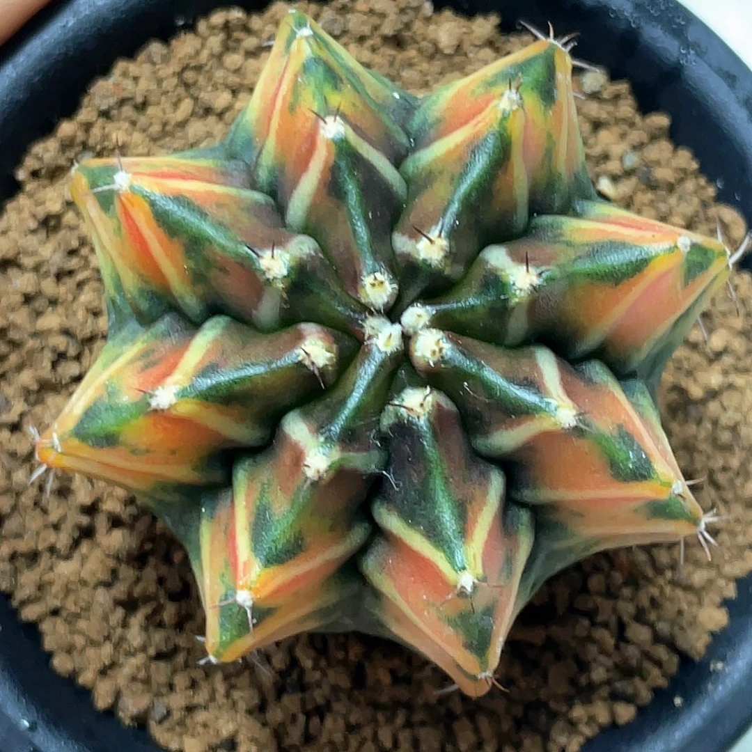 无花朵泰系实生根，sepiaB规律棱背锦